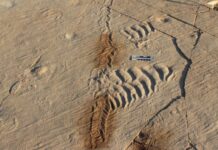 Життя на межі: нові знахідки скам’янілостей розкривають бурхливе життя на узбережжі Кембрія