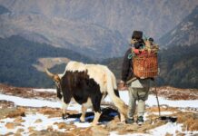 Ціна виживання: як еволюція людини обмінює безпеку на можливості