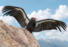 Про походження сексу: глибоке занурення в дивну та дивовижну науку відтворення