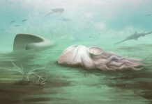 Ein 310 Millionen Jahre altes Rätsel gelöst: Der „älteste Oktopus“ war überhaupt kein Oktopus