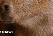 Крихітні прибульці в Лонгіліті