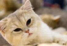 Британська короткошерста: від римських щурів до інтернет-мемов