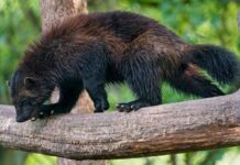 Wolverine vs Badger: Why Size Decides the Fight