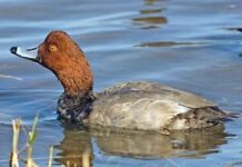 Чому крякви-рудоголові східних водно-болотних угідь вимирають